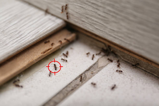 Best Wildlife Control Services  in Folsom, CA