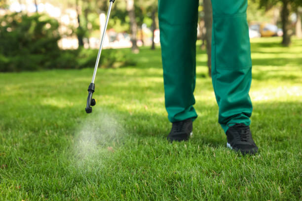 Best Ant Control Services  in Folsom, CA