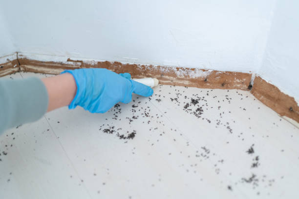 Reliable Folsom, CA Pest Control Solutions